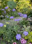 Plant name: PIncushion Flower Scabiosa caucasica 